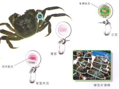 外地蟹运阳澄湖洗澡后涨价三倍